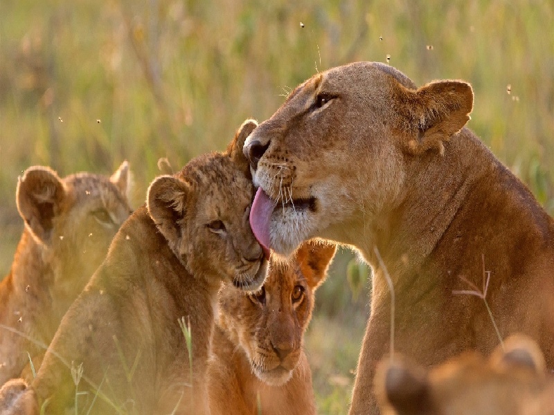 <strong>苏州华西试管风湿免疫（血检试管打开）</strong>